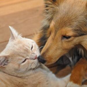 tiger cat and collie A collie and a cat touching noses.