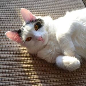 white cat A white cat lying on a rug.