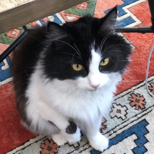 beautiful black and white cat beautiful black and white cat.