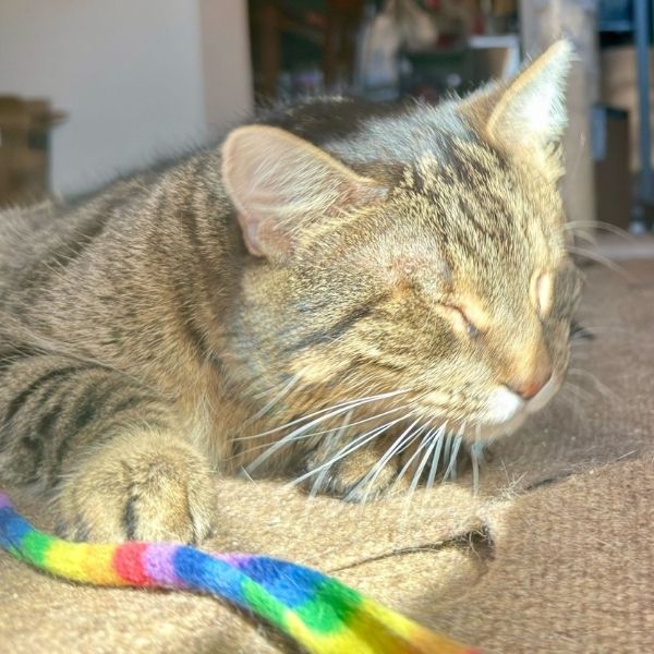 blind cat