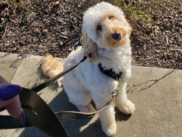 Foster City dog with the dog walker.