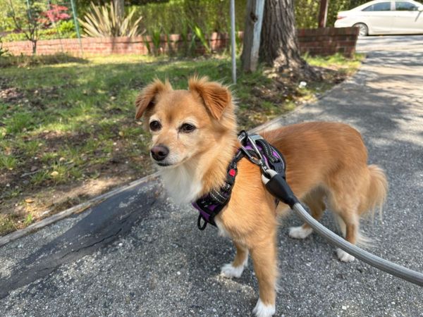 cute little dog walking with her pet sitter cute little dog walking with her pet sitter in Foster City.