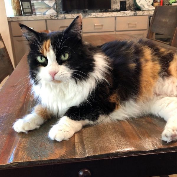 long haired calico cat long haired calico cat.