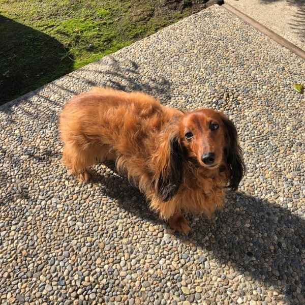 long haired dachshund in Burlingame CA long haired dachshund in Burlingame CA.