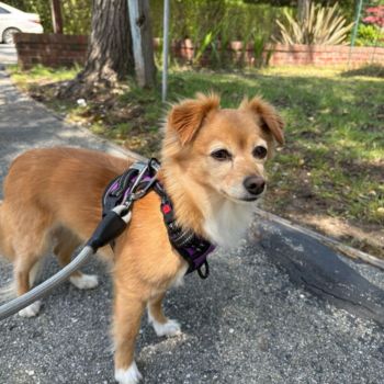 little dog going for a walk little dog going for a walk in San Mateo.